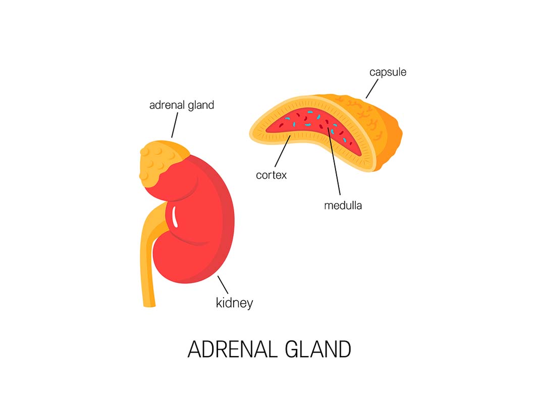 remove adrenal glands